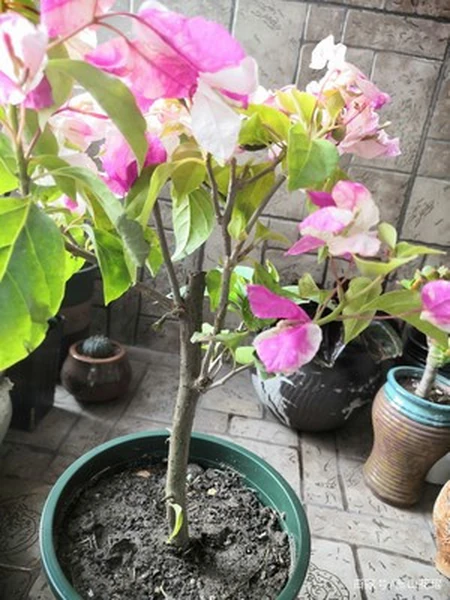 消之宝 消之宝